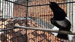 Kacer gacor //.tidak pakai lama kacer anda di jamin nyaut dan gacor.