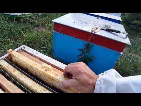 Тихая смена матки