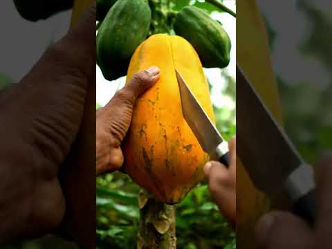 Papaya Asmr Fruits Papaya Satisfying Natural