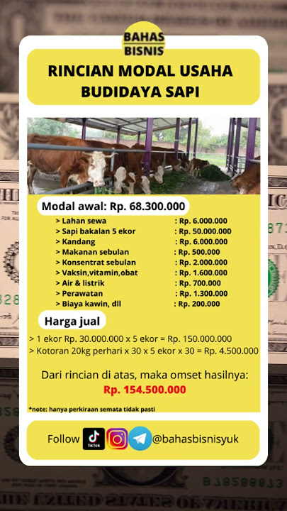 Rincian modal usaha budidaya sapi