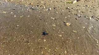 Sea Turtle Hatchling Released To The Sea