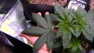 Caboose/Afghani Update