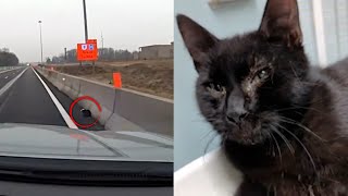 State Trooper Rescues Cat From Busy Highway