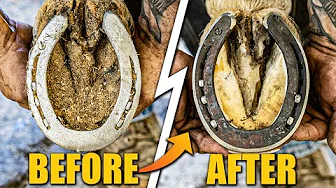 Farrier Hoof Restoration ASMR - Satisfying!