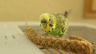 10 minutes of molting budgies: eating millet, grooming, beak grinding by Kiwi and Pixel the Parakeets 4,351 views 6 months ago 11 minutes, 51 seconds