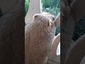 Тошка на балконе#прикольные животные#ручной байбак#marmot#cute animals