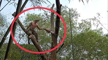 anh thợ tính cưa hạ cây tràm bông vàng rất cao trông đám tầm vông