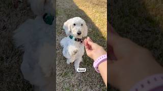 Avoid This Common Dog Training Mistake!