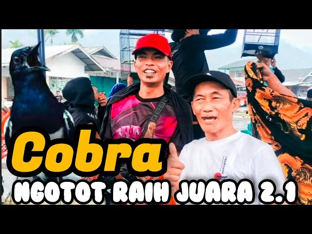 lomba kacer - COBRA ngotot sampai bergetar juara 2 ,1 DI TALU BC FEAT NZR 24 DES 2023 class=