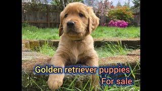 Golden Retriever Puppies For Sale in Portland