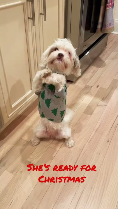 #christmas #dog #dogoutfit #dressedup #holiday #puppy #puppies