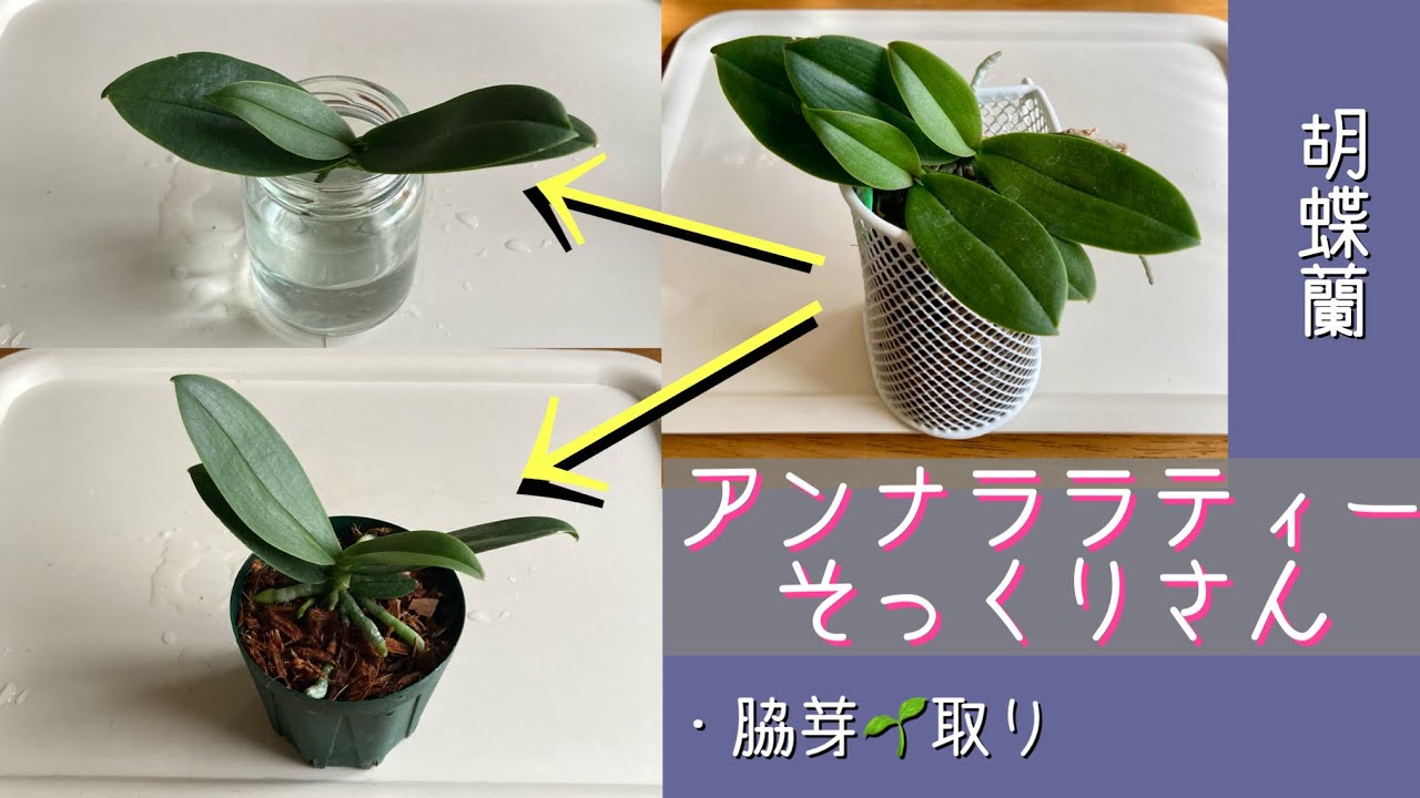 April 27, 2026 - Removing side shoots from a Phalaenopsis orchid