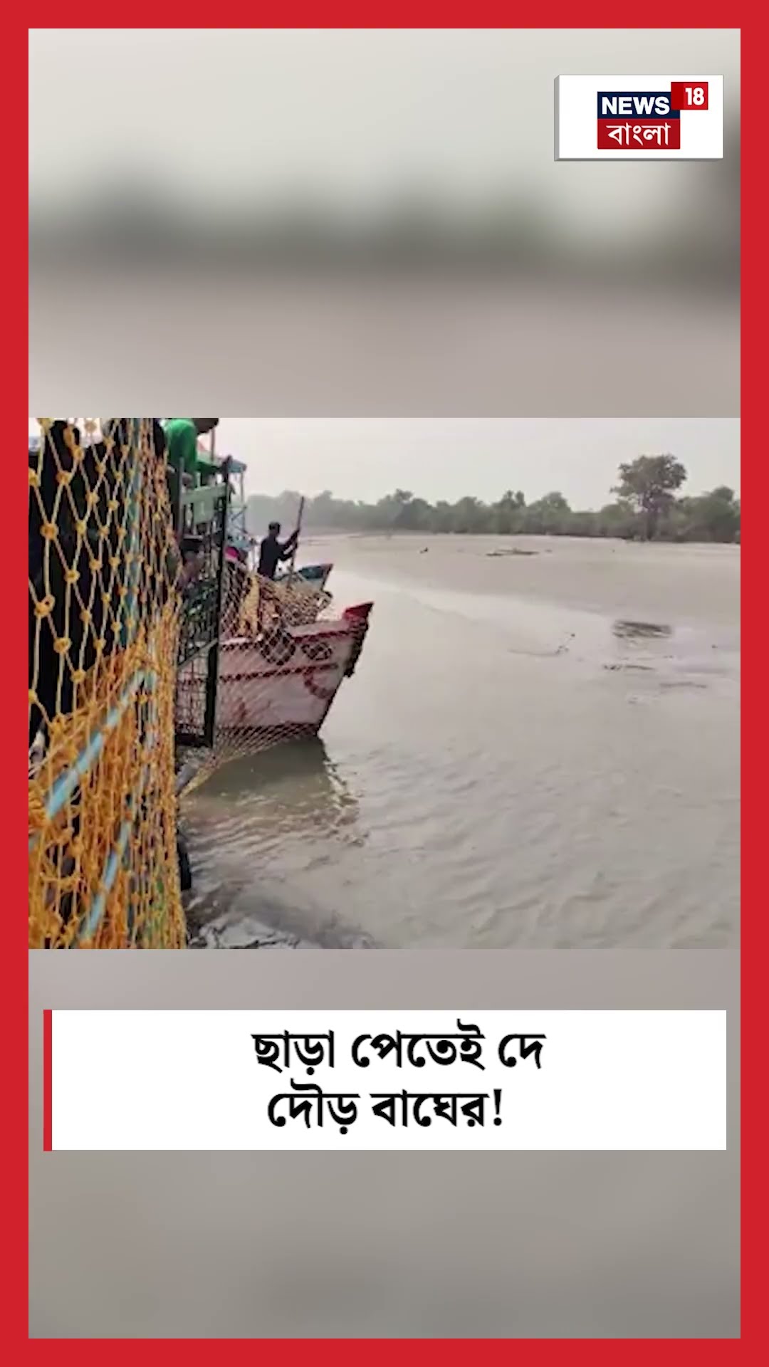 ছাড়া পেতেই দে দৌড় বাঘের! । Royal Bengal Tiger । Sundarban । N18S । #shorts