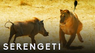 Kali the Lioness Fights Warthog |  Serengeti: Story Told by John Boyega | BBC Earth