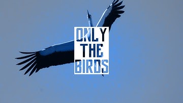 Only The Birds #MGRC [WON]