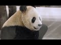 Chinese giant pandas arrive in Qatar ahead of World Cup｜Jing Jing (Suhail) & Si Hai (Soraya)｜大熊猫｜卡塔尔