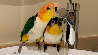 White Bellied Caique & Black Headed Caique | Caique Parrot Funny Videos by Pet Birds 10,603 views 2 years ago 3 minutes, 28 seconds