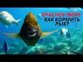 Как МОЖНО кормить рыб в Египте? 🐟