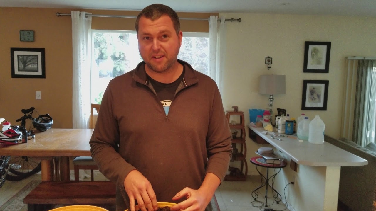 Cephalotus follicularis   potting and hardening plants out of tissue culture