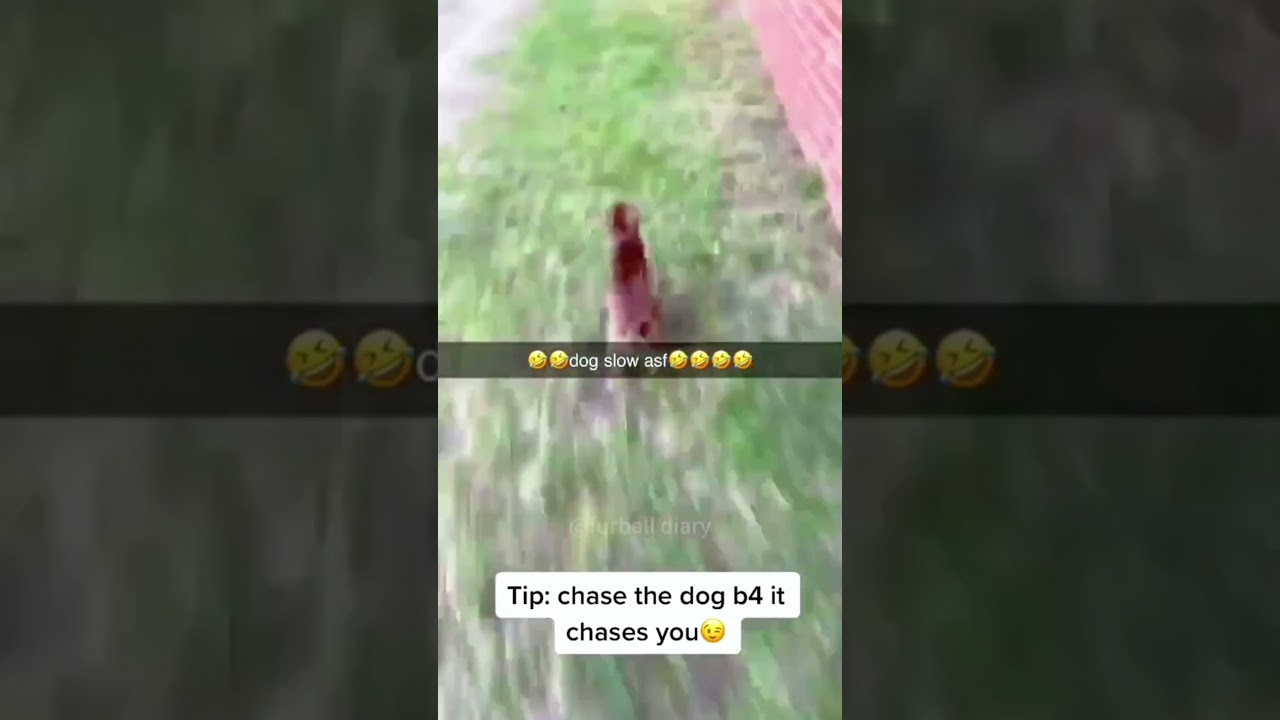 The dog being chased  | credits to @furballdiary #dog #funny #pet #satisfying  #funnymoment