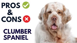 Clumber Spaniel Dog Breed Pros and Cons | Clumber Spaniel Advantages and Disadvantages
