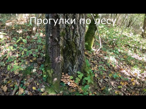 Нашел первые опята.