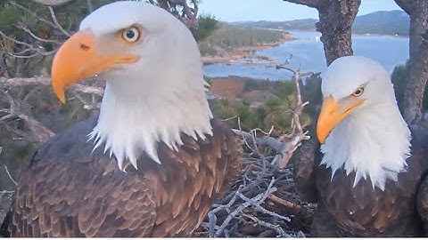 SHADOW BRINGS IN FIRST FLUFF OF THE SEASON! More Sticks & Love Nips! Big Bear @FOBBVCAM 💖💞💖 12.7.25