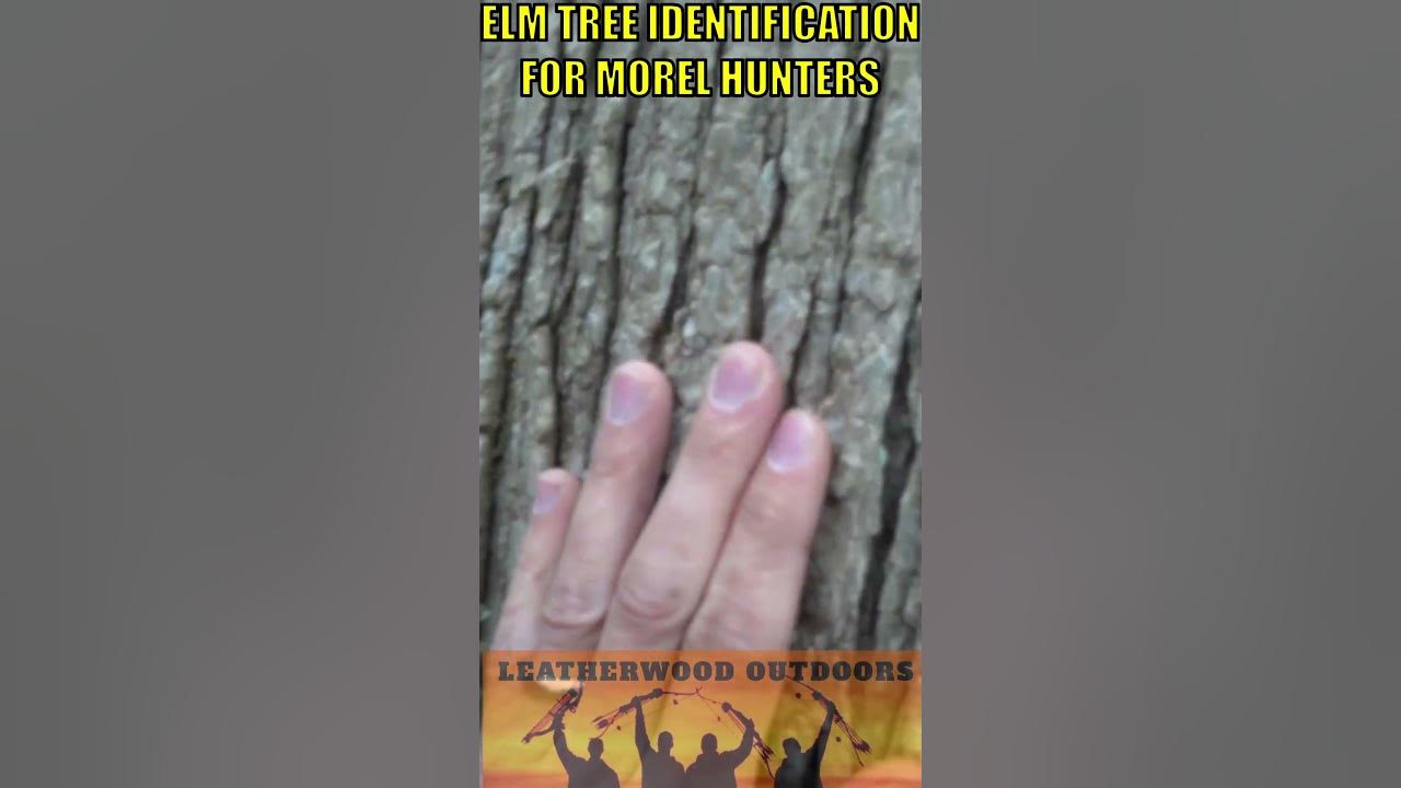 SLIPPERY ELM TREE IDENTIFICATION for Morel Mushroom Hunters 