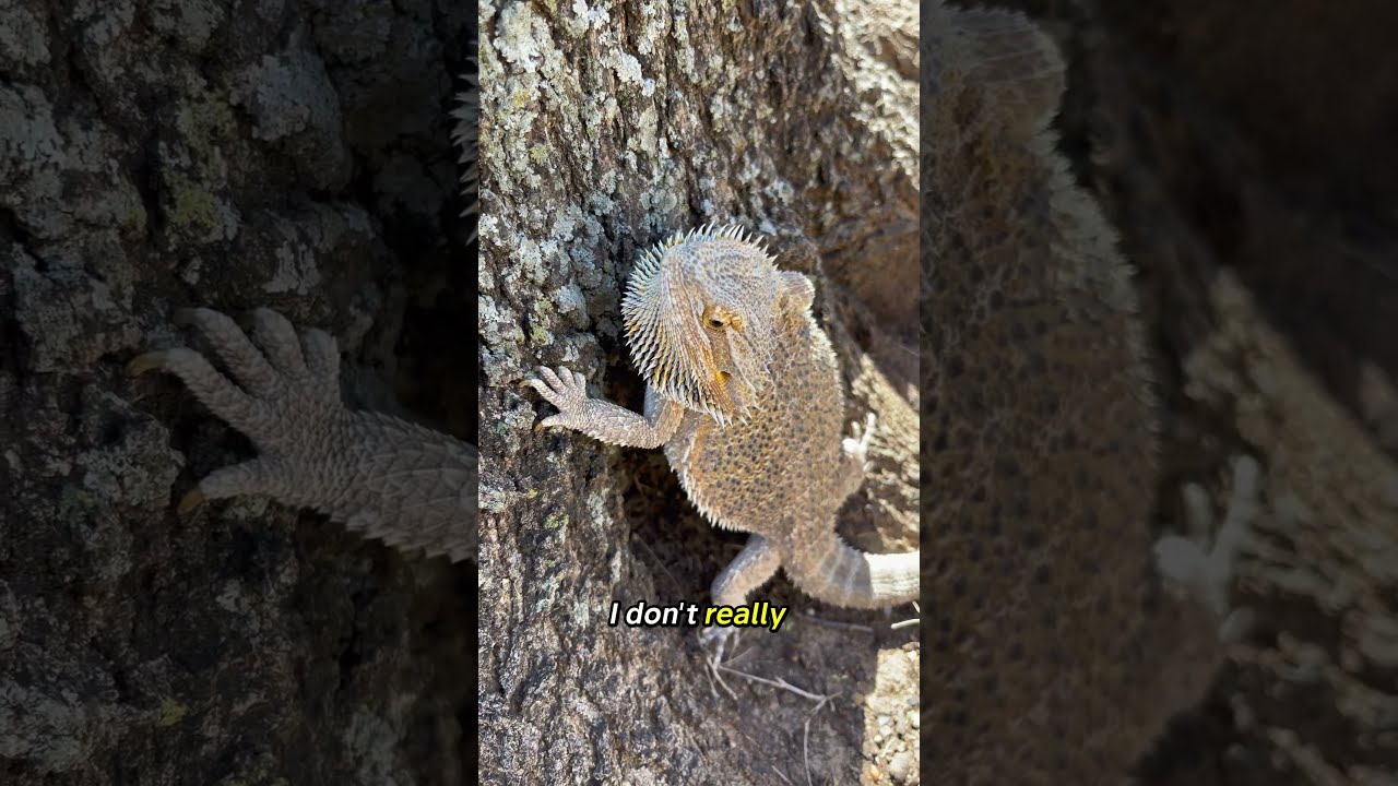 Angry Bearded Dragon Lizard Animals Reptiles Beardeddragon