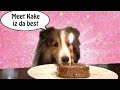 Doggy Birthday!  Pet Show Visit!  🎪🐱🐶-  Cricket Chronicles e007