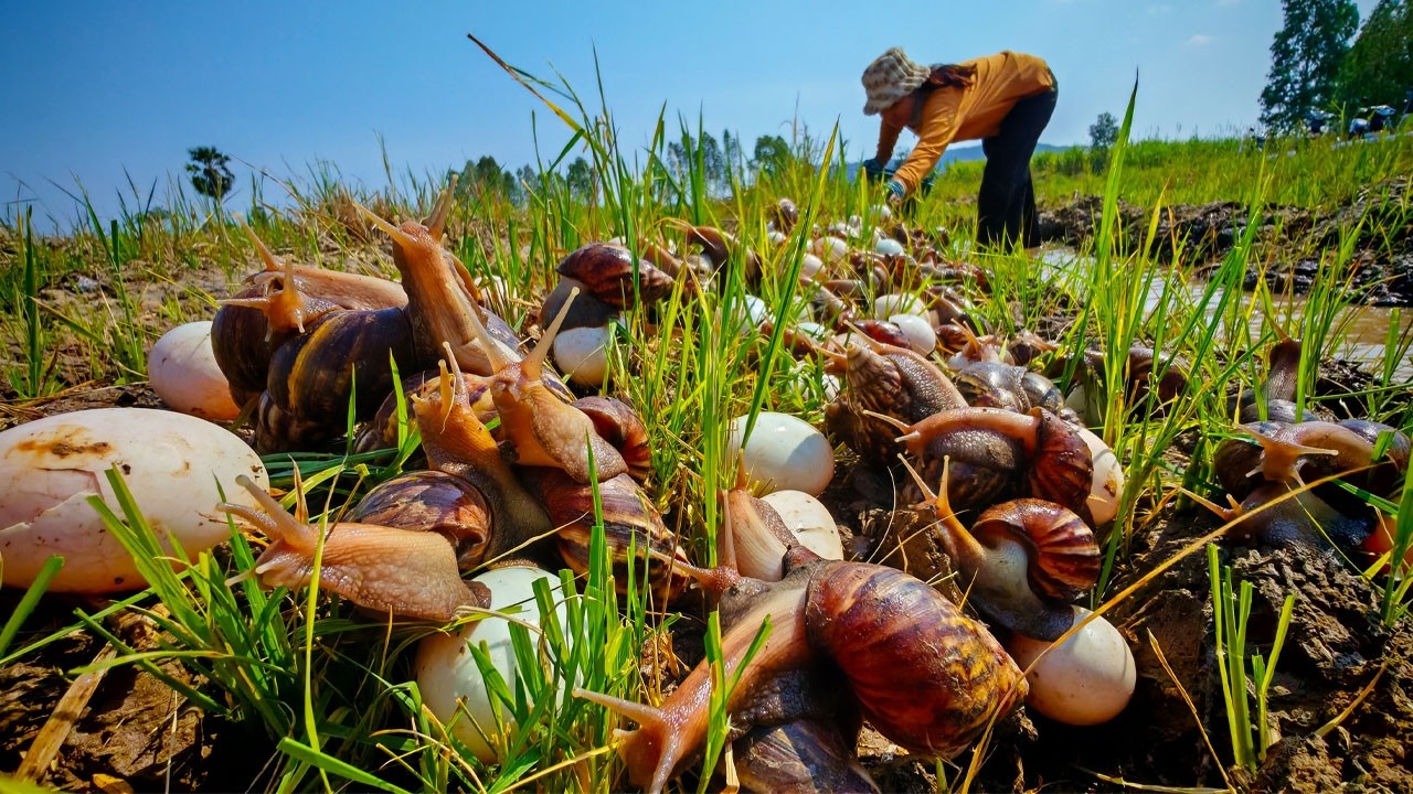 Giant Snail Harvest: Collecting Thousands of Eggs in the Rice field