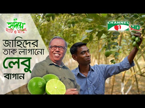 ভিডিও: লেবু