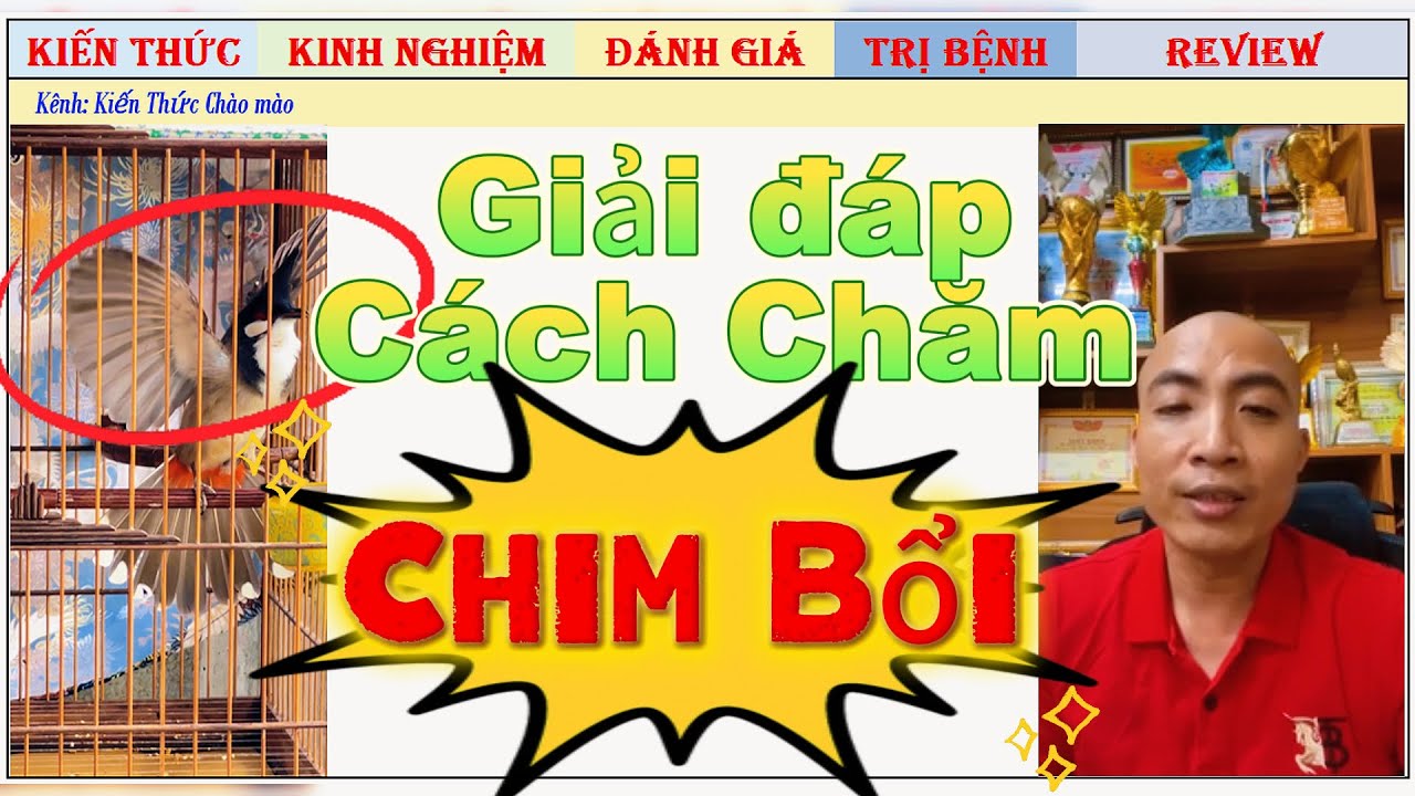 Cách dìu Chim Mộc lên giàn Đấu thế nào hiệu quả, chăm Mộc ra sao?