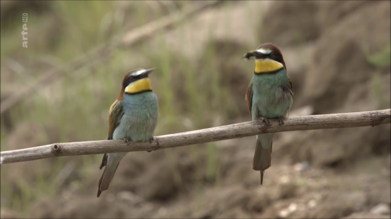10 Oiseaux Qui Nichent En Région Parisienne Espèces