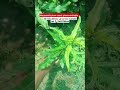 Macadamia nut seedling plants available plants height 1/5 feet plants for #farming call 📞7002728844