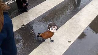 Subaru duck crossing the street | Animal hololive