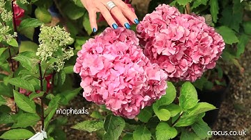 Which hydrangea should I choose?