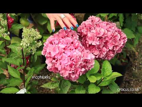 Video: Tipes En Variëteite Van Hortensia's, Hortensia's Van Bome