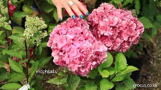 Which hydrangea should I choose?
