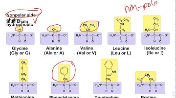 Chapter 5 Screencast 5.4. Proteins PART 1