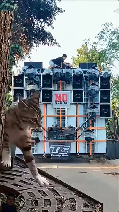 Sound system Kucing kaget dengar dj ngamen 10 #sound #brewogaudio #soudsystem