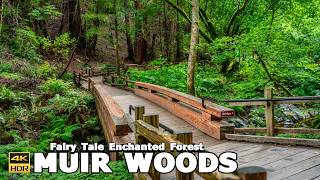 Hiking Muir Woods National Monument California | The Most Scenic Hike  In California 🌲 4k 60 FPS