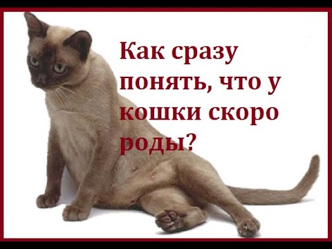 Как сразу понять, что у кошки скоро роды?