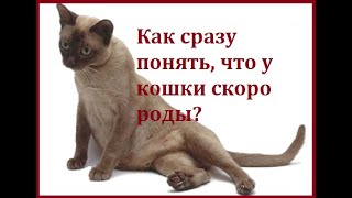 Как сразу понять, что у кошки скоро роды?