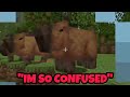 BadBoyHalo Finds Capybaras In The QSMP (ft. Quackity, Foolish &amp; Forever)