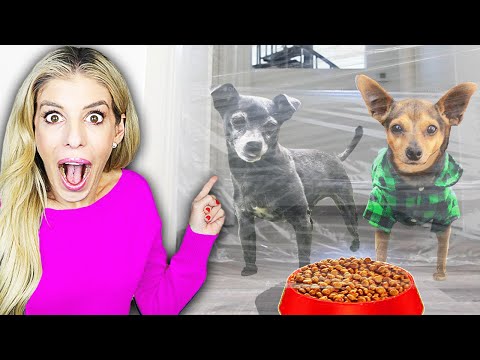 my-dogs-reaction-to-the-invisible-maze-challenge!-|-pawzam-dogs