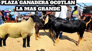 Plaza ganadera Ocotlán de Morelos Oaxaca la más grande en chivos borregos puercos del estado