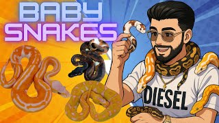 Famous The Best Baby Ball Pythons We’ve EVER Hatched!? Profile