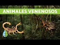 Animales ms venenosos del mundo