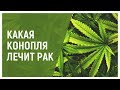 Какая конопля лечит рак?